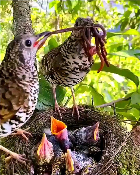 #efficiency #dad #father #sn2sg #fatherday #sunnight #birds #bird #sunnightmusic #thedaysstillyoung #birdnest #family #sunnightpop #sunnightblues #sunnightjazz #sun8 #sun8ms #feed #care #productive #performance #superdad #sun8pop #sun8jazz #sun8blues