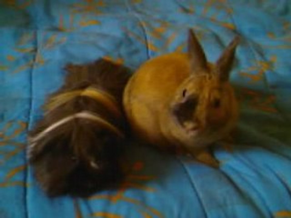 Toilette schnappy