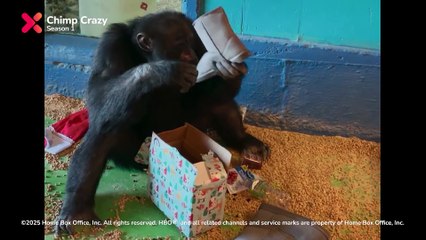 Chimp Crazy | show | 2024 | Official Trailer