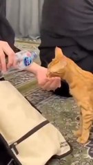 Cats_in_madina🕋🥰🤭#makkah_#islamic_#shorts_#cat_#madina(360p)