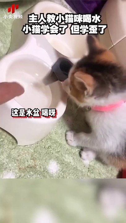 猫咪