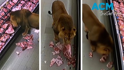 Clean up in the meat aisle! Lion wanders through South African supermarket