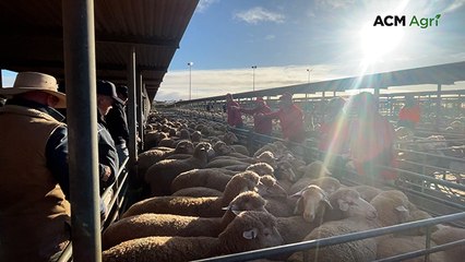 SA Merino lamb record smashed