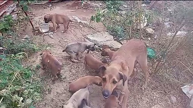 Moradora do bairro Santa Clara, em Patos, faz apelo por ajuda para cães abandonados e pede castração e adoção dos filhotes
