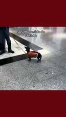 Dachshund fantasiado de cachorro-quente viraliza nas redes sociais; assista