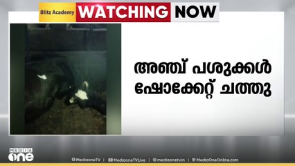 ശക്തമായ കാറ്റിൽ വൈദ്യുതി ലൈൻ തകര ഷീറ്റിൽ തട്ടി; കണ്ണൂരിൽ 5 പശുക്കൾ ഷോക്കേറ്റ് ചത്തു