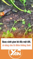 Cận cảnh quay giun bò đầy mặt đất, ai cũng cho là điều không lành