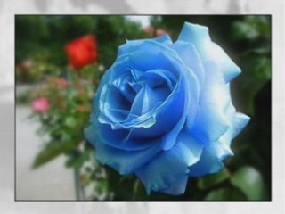 Yalan Dünya-Arka Sıradakiler