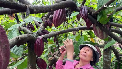 Cocoa Farmers in Southern Taiwan Cut Carbon Emissions With Co-Op