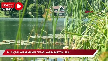 Bu çiçeği koparmanın cezası yarım milyon lira