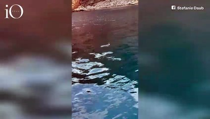 Ibiza invasa dai biacchi: l’isola dei party ora teme i serpenti "nuotatori"