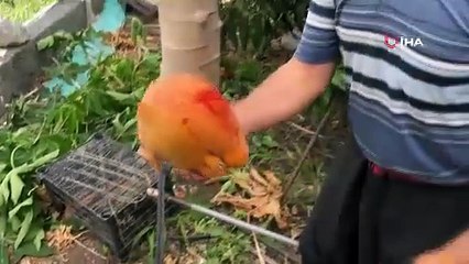 Alanya’da papaya hasadı başladı, kilosu 100 liraya kadar alıcı buluyor