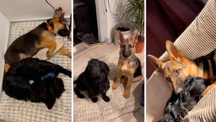 Viral Video Shows Healing Friendship: Anxious Cocker Spaniel Gets a German Shepherd Puppy
