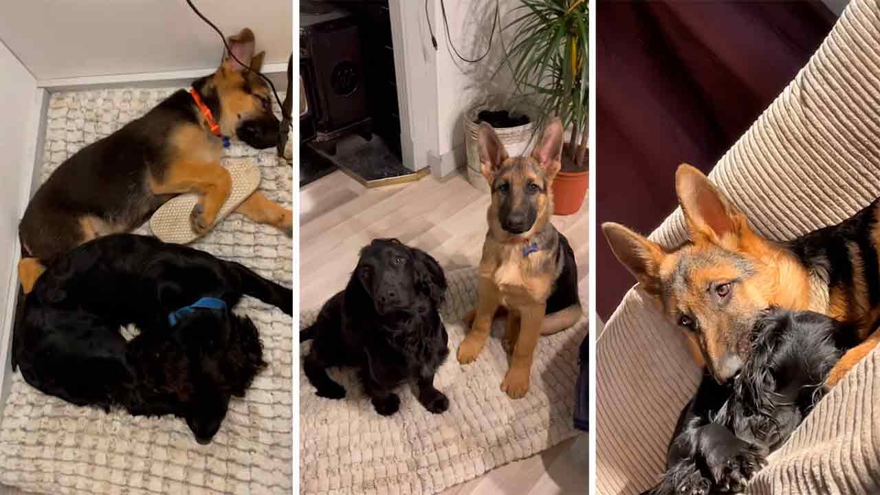Vidéo virale : une amitié qui guérit – un cocker spaniel anxieux reçoit un chiot berger allemand