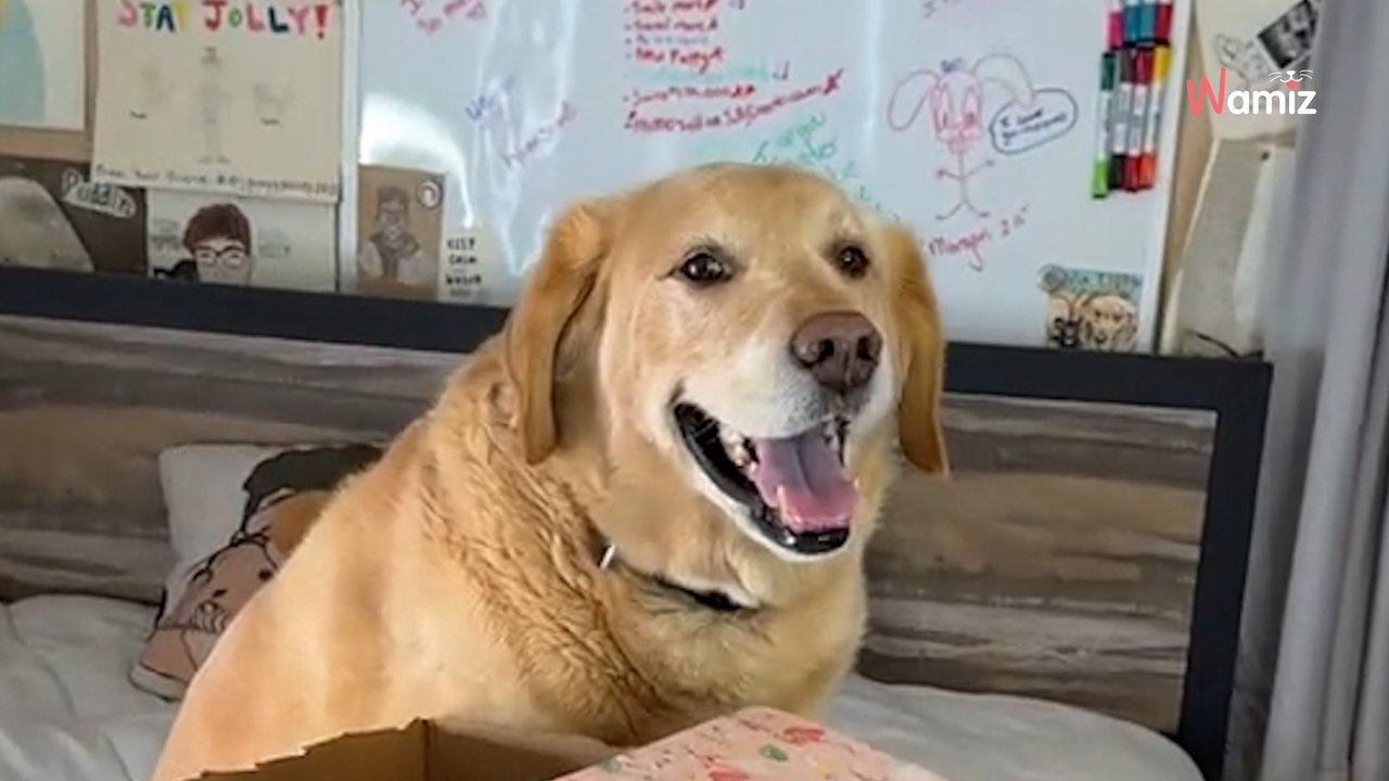 Ten szczeniak po raz pierwszy widzi krowy: 5,8 mln ludzi wybucha śmiechem (video)