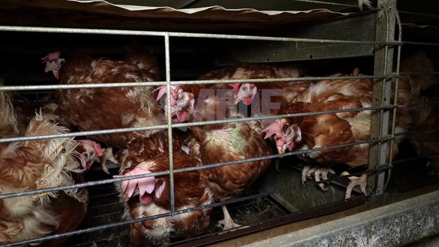 Gallinas enfermas y huevos deformes en la polémica macrogranja de Mallorca