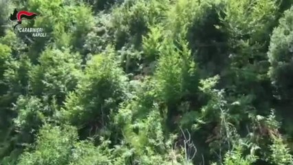 Monti Lattari, scoperte altre coltivazioni di cannabis: le immagini del blitz