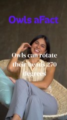 Owls Funny Facts🤣🤣🤣😂😺😺
