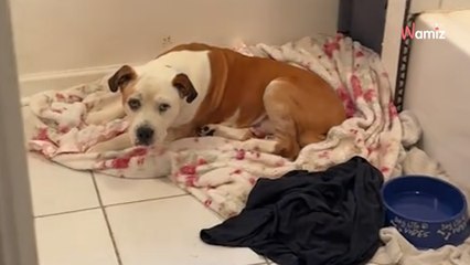 Sweet senior dog finds love in foster home for her final days