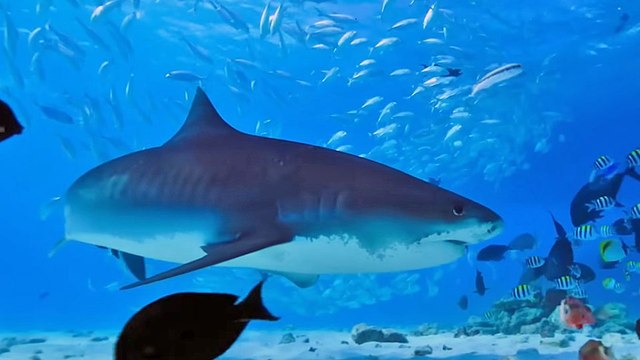 All the Sharks - saison 1 Bande-annonce VO