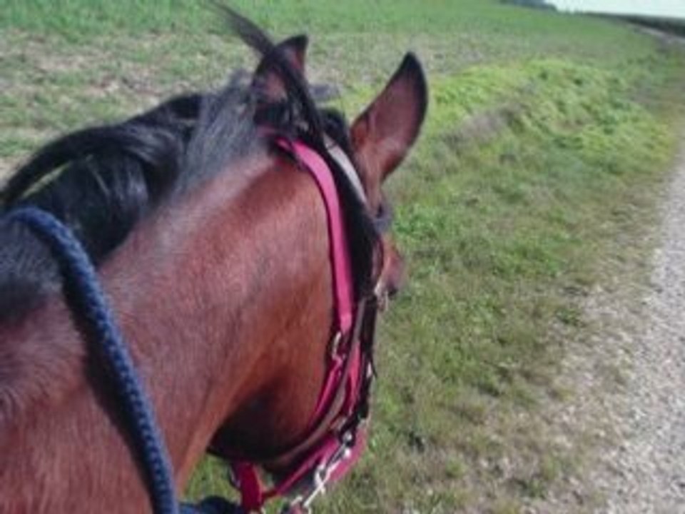 Dorine