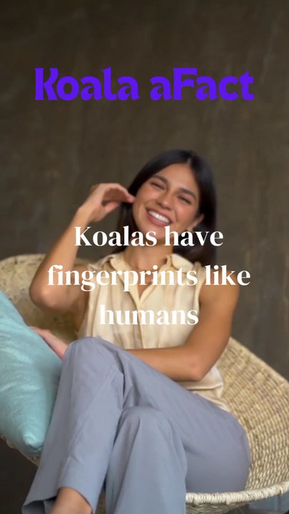 Koala Funny Fact🤣😂😅😺😺