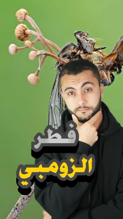🧟‍♂️ حيوان بيتحكم في عقل ضحيته؟https://psce.pw/7r3y5n#النواة #فطر_الزومبي#Alnawa #dubai🇦🇪 #dubailife #Ophiocordyceps #trending #travel #nature #wildlife