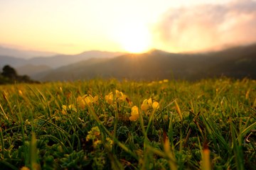 Sislerin arasında doğal bir güzellik: Zigana'da sarı zifinler açtı
