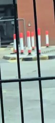 Manx Utilities video shows 'Gef' the mongoose on the loose in Pulrose
