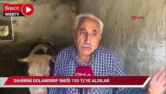 Sahibini dolandırıp 155 TL’ye aldıkları ‘Yıldız’ isimli ineği hafif ticari araçla taşıdılar