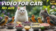 Video for Cats – Backyard Birds Flutter and Sing for Hours - [NO ADS]