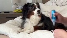 Hilarious Dog Toothbrush Reaction 😂 | Reacția Câinelui la Periuță!