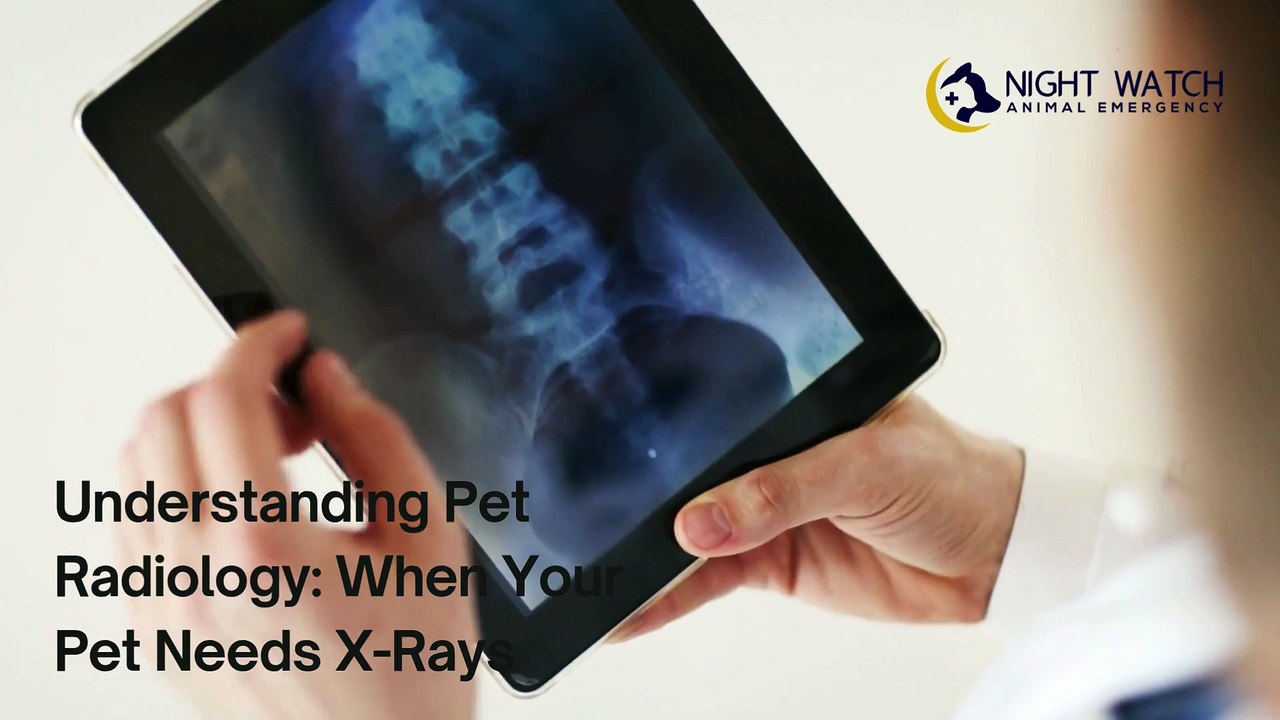 Understanding Pet Radiology When Your Pet Needs X-Rays