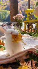 Conexão Animal N•2