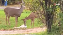 Dos ciervos se acercan a un gato: de repente, ocurre algo inesperado (Vídeo)