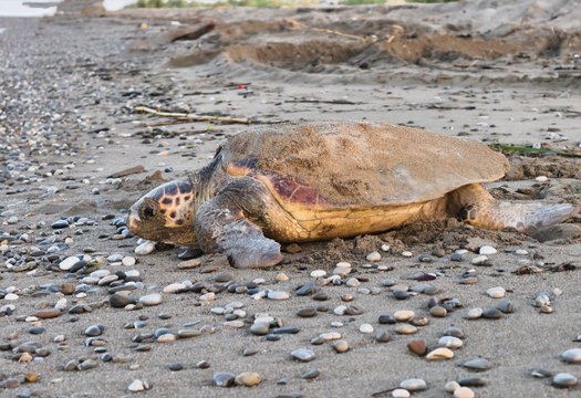 Antalya sahillerinde 1500 caretta caretta yuvası bulundu