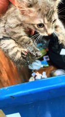 Man Rescues Abandoned Kitten From Dumpster