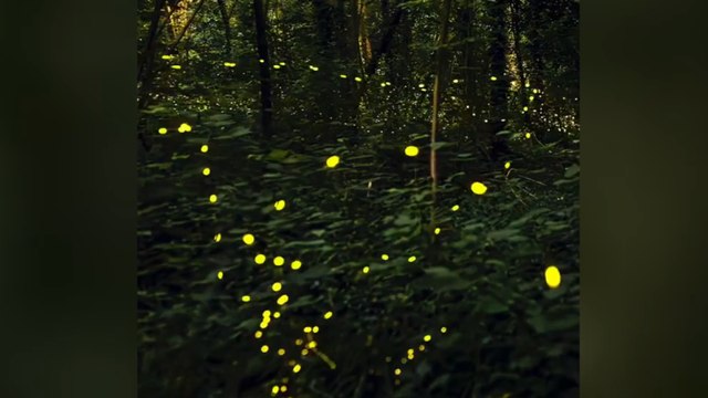 Torino, la danza delle lucciole nel Parco della Mandria. Il timelapse magico del fotografo Valerio Minato