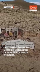 ENCUENTRAN LÁPIDAS EN MEDIO DE SEMBRADIOS