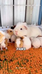 Guinea Pig🐹  Your Adorable, Wheeking Tiny Best Friend! 💖🐾