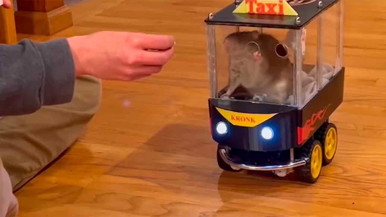 Vidéo virale : les rats Kusko et Kronk conduisent des petites voitures électriques et fascinent le web