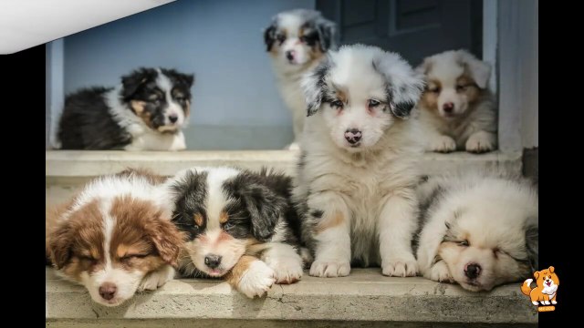 Purpose of Making This Channel on Dogs | Cute Dog Videos | Dogs | Funny Dog Video | Dog | Mr Dog