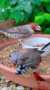 Red Headed Finch _bird _birds _aviary _finch