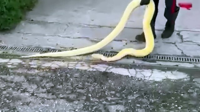 XII Morelli, pitone scappa da casa: recuperato dai carabinieri