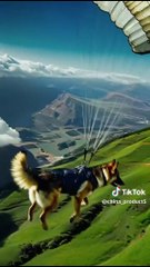 Comedy films and funny videos