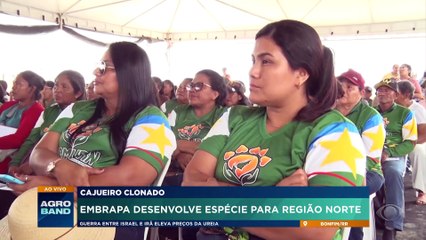 Cajueiro clonado: Embrapa desenvolve espécie para região Norte