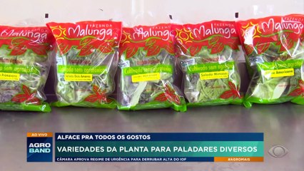 Alface: variedades da planta para paladares diversos