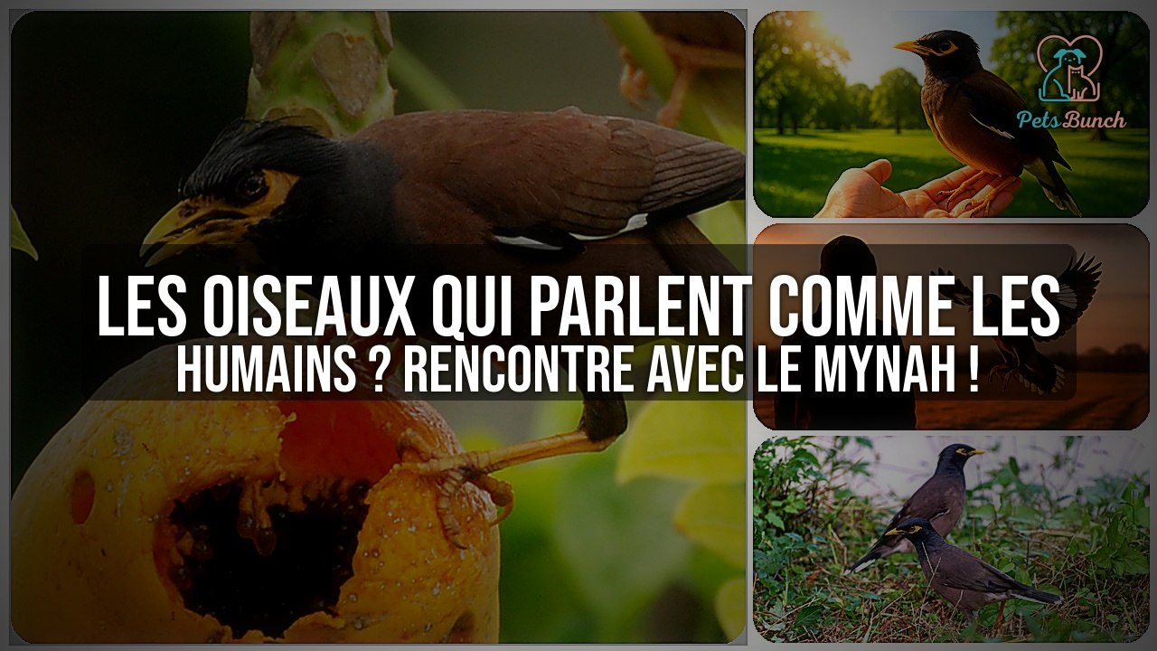 Les oiseaux qui parlent comme les humains ? Rencontre avec le Mynah, l'oiseau qui imite la voix humaine !