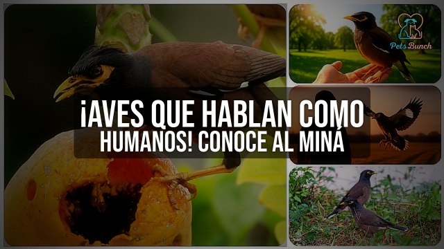 ¡Aves que hablan como humanos! Conoce al Miná (Acridotheres tristis) - Pájaros Inteligentes