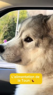 C’est avec leur alimentation qu’on achète leur santé ♥️. Alors oui ça prend du temps et qu’on se creuse la tête, mais c’est un coup de main à prendre !